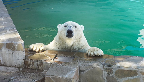 Зоопарк Ростова объяснил, почему белый медведь Айон &laquo;выглядит потертым&raquo;