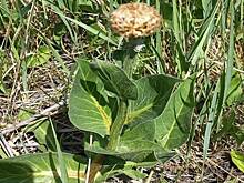 В российском регионе нашли редчайшие грибы и растения