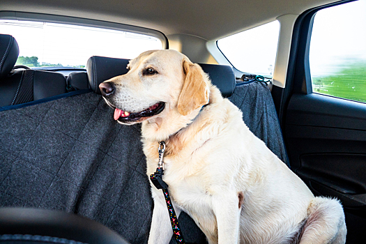 Перевозка собак в машине: правила, как путешествовать с питомцем на авто