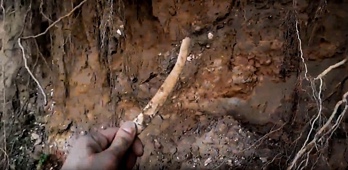 Человеческие кости снова нашли в Нижегородском кремле
