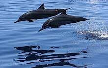 Эксперт оценил шансы на выживание у выпущенных в море дельфинов