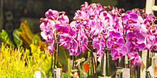 Россиянка вырастила орхидею с рекордным количеством цветов