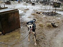 Проверка не нашла никаких нарушений в скандальном питомнике для хаски в Тверской области