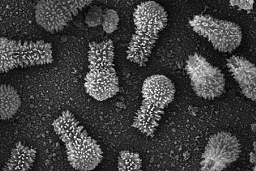 Ученые нашли в Бразилии огромный хвостатый тупанвирус