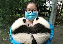 Как живет обниматель панд