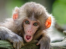 Гонконг подтвердил смерть пациента от обезьяньего герпеса