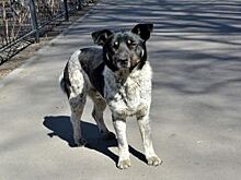 От жизни собачей. Почему бродячих животных на Алтае не становится меньше