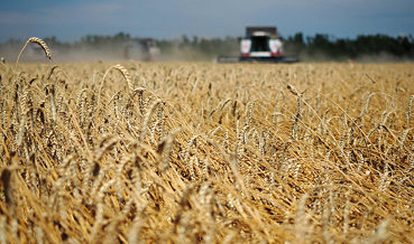 РФ увеличила экспорт пшеницы на 43%