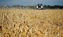США повысили прогноз экспорта пшеницы из России