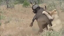 В ЮАР стадо буйволов спасло сородича ото львов