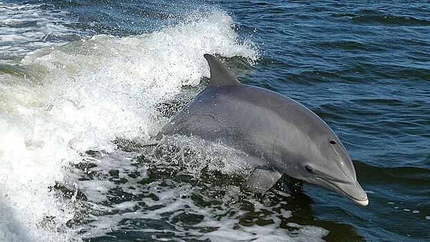 Мертвого дельфина выбросило на пляж в Таганроге