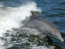 Мертвого дельфина выбросило на пляж в Таганроге