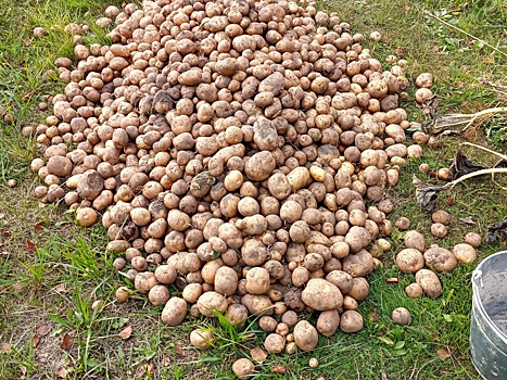 Как мы выращиваем картофель: урожая хватает до весны, еще и курочкам варим