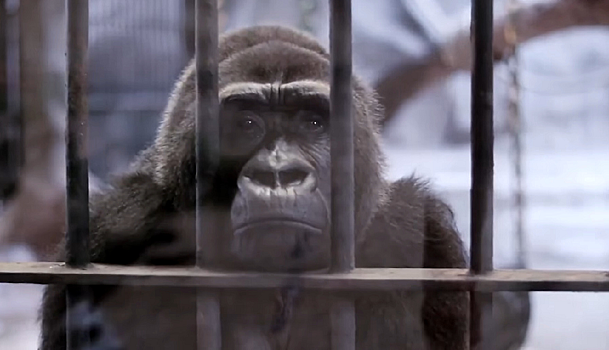 Самый грустный зоопарк в мире – видео с никому не нужными животными