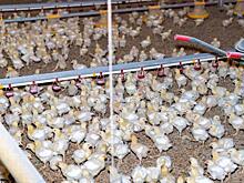 Член влиятельного свердловского клана возглавил завод, от которого зависят цены на курицу