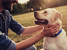 В каждом районе Петербурга планируется оборудовать площадки для выгула собак