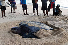 Отсутствие туристов благотворно повлияло на рождаемость черепах в Таиланде