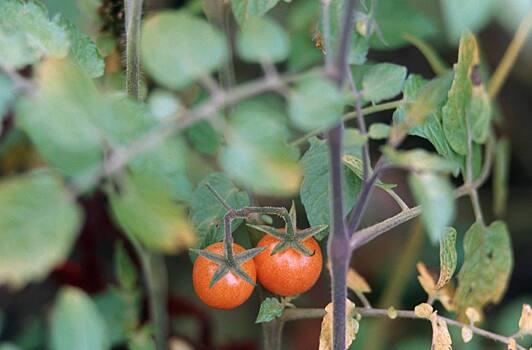 Исследователи прояснили историю одомашнивания томатов