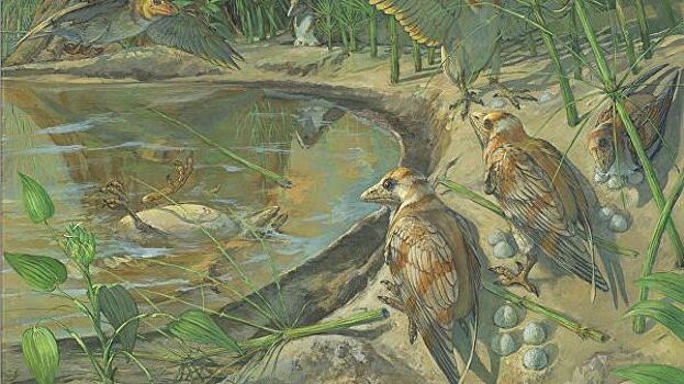 В Китае нашли останки "беременной" древней птицы