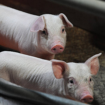 Пьяный водитель хотел откупиться от полицейских свиньей