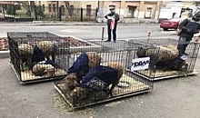 Полиция начала проверку из-за привезенных к редакции «Новой газеты» в центре Москвы клеток с овцами