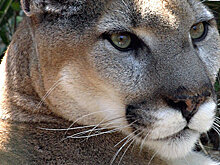 Восточную пуму официально признали вымершей