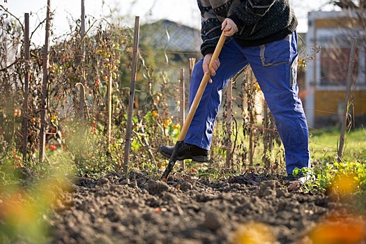 Новосибирский агроном рассказала, чем можно обработать теплицу и огород осенью