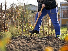 Новосибирский агроном рассказала, чем можно обработать теплицу и огород осенью