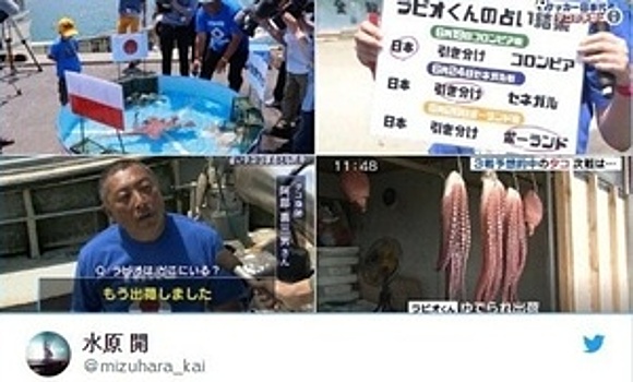 Telegraph: в Японии съели осьминога, который предсказывал исходы матчей сборной на ЧМ