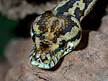 Девушка проснулась среди ночи и нашла под простынями питона