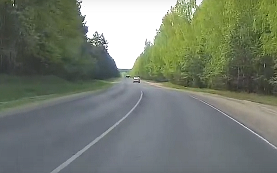 На выезде из Солотчи сняли лося на дороге