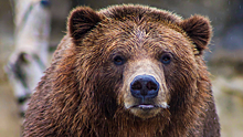 Россиянин встретился лицом к лицу с медведем и выжил
