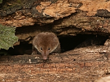 Генетики объяснили, как землеройка меняет размер мозга в разное время года