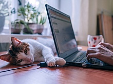 Эксперты оценили возможность ограничить работников от лишних звонков начальников