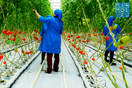 На развитие сельского хозяйства Дагестана из бюджета выделено 2,4 млрд рублей