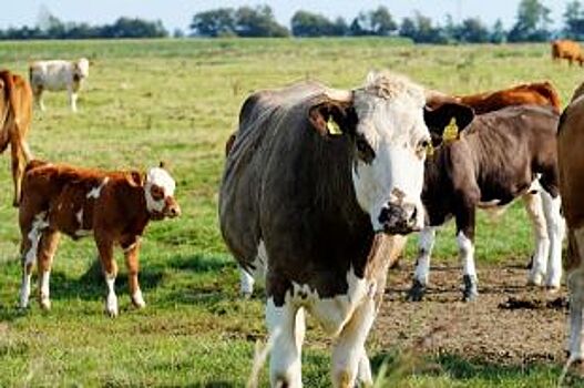 Южноуральских коров проверяют на болезнь Шмалленберга