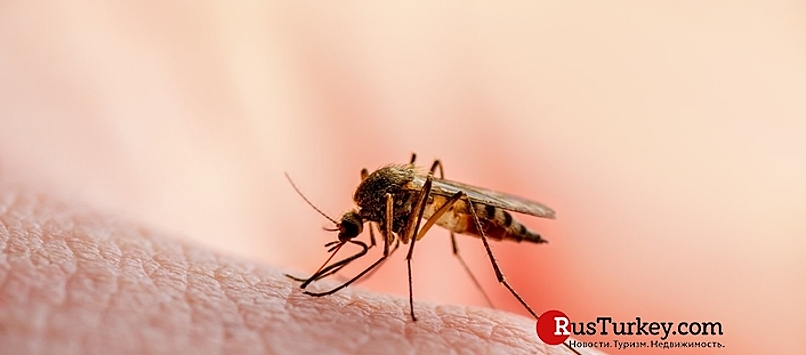 В Турции укусы комаров заканчиваются госпитализацией