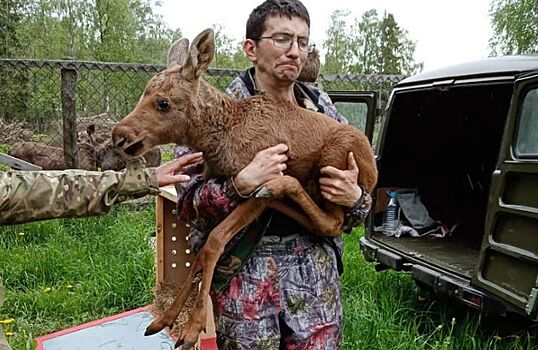 Лосят-сирот из Ярославля будут спасать под Костромой