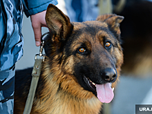 Подростка, умершего от переохлаждения в Свердловской области, искали с собаками