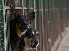 В Ростове-на-Дону движение "Собачий патруль" займется проблемой бездомных животных