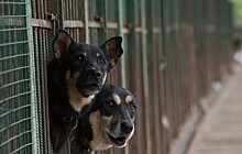 В Ростове-на-Дону движение "Собачий патруль" займется проблемой бездомных животных
