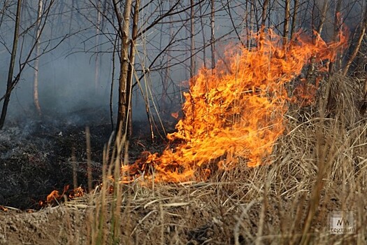 Власти Италии обещают помочь фермерам, пострадавшим от лесных пожаров