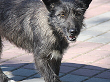 Сотрудники усть-илимского приюта спасли брошенного на трассе Хатико