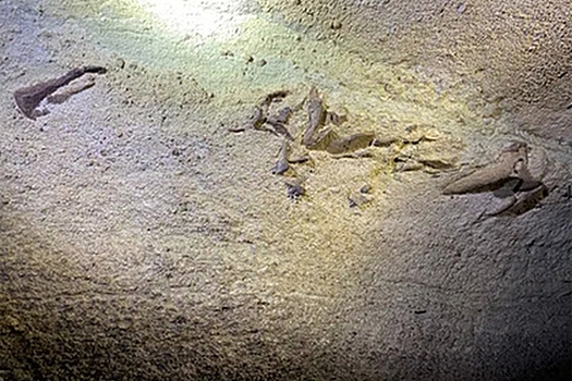 Найдена голова умершей 340 миллионов лет назад акулы