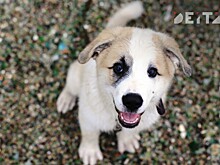 Три года плодотворной работы: животные Владивостока обретают дом и мудрых хозяев