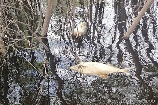 Паводок отступил почти от всех населённых пунктов Свердловской области