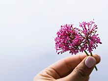 Какие побочные эффекты могут быть от валерианы