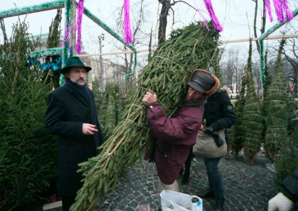 Где можно срубить елку на Новый год под Петербургом: список лесных хозяйств