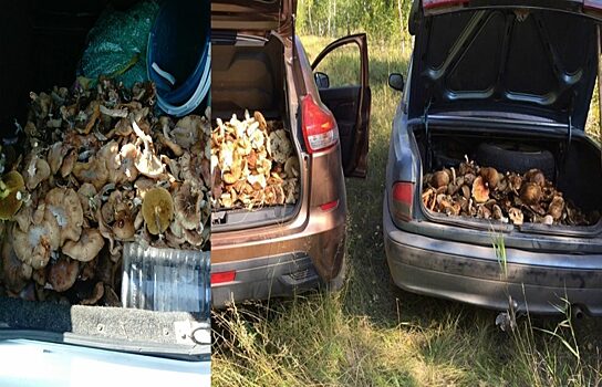 Южноуральцы машинами вывозят из леса грибы