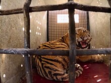 "Аэрофлот" доставил раненого амурского тигра из Владивостока в Москву